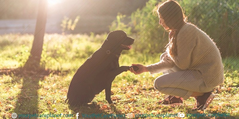 Dog Training 101