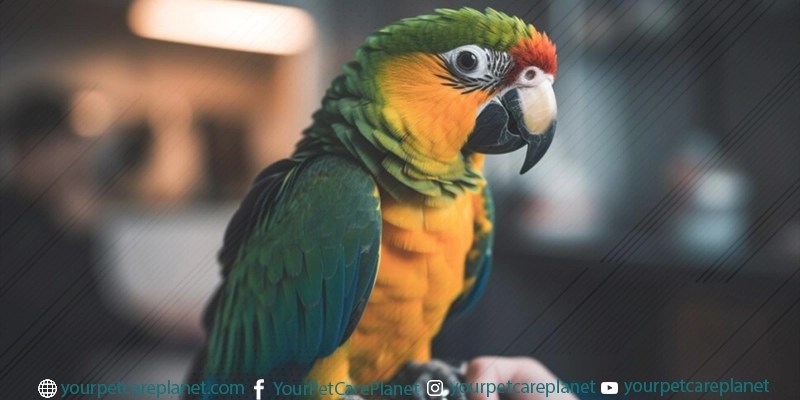 7 Best Pet Birds for Busy People