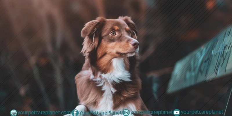 Dog Behavior