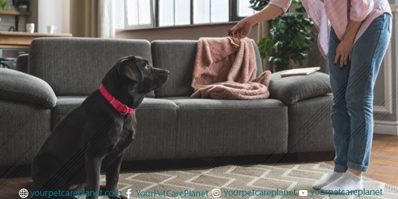 How to make your furniture pet-safe