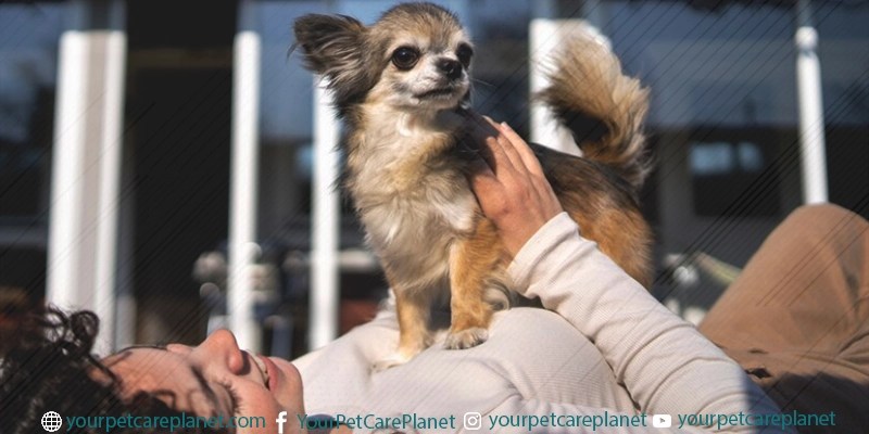 Teacup Dog Breeds