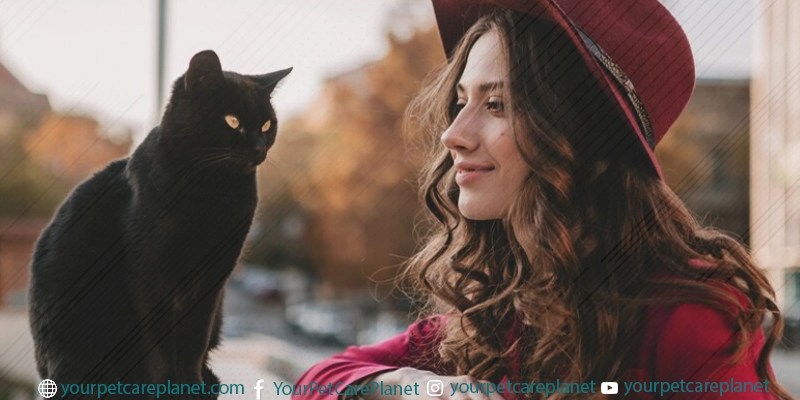 Cat Active and Healthy