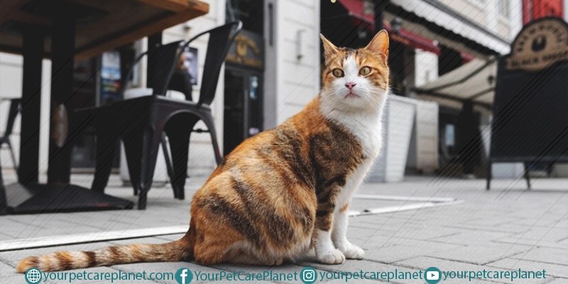 10 Smartest Cat Breeds 