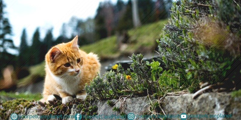 Safe Herbs For Cats