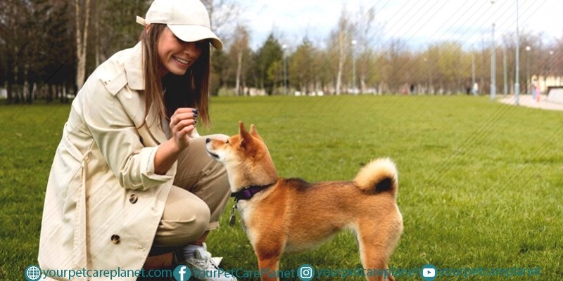A Beginner's Guide to Raising a Healthy Dog