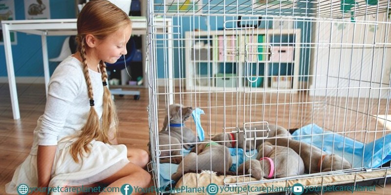 Crate Training