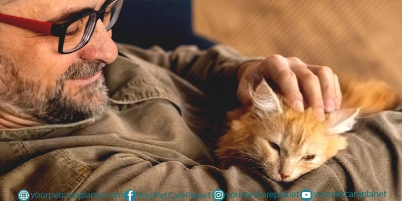 Why is My Cat Always Hungry after eating?
