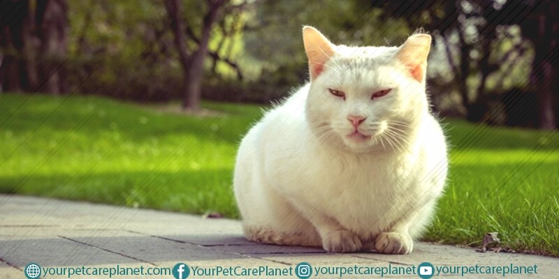 white cats
