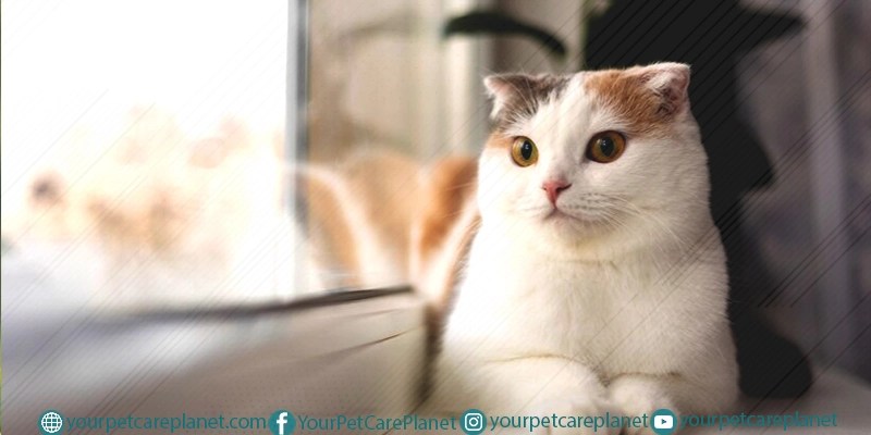 Why do cats love boxes so much?