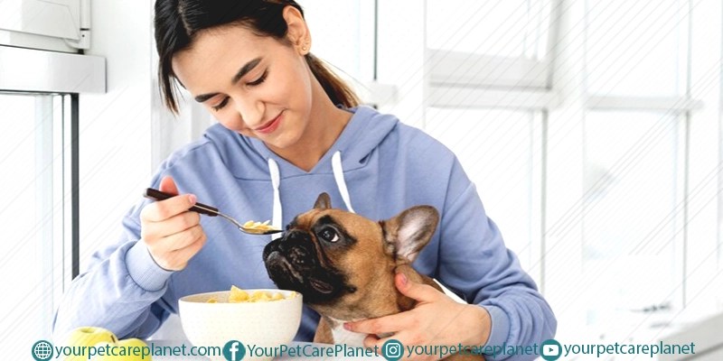 Dog Food