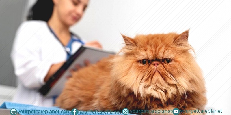 How to Give a Cat a Pill