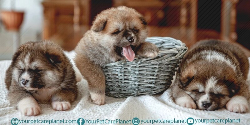dogs nest