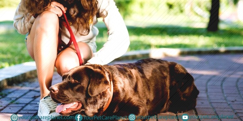 Burn Your Dog's Energy