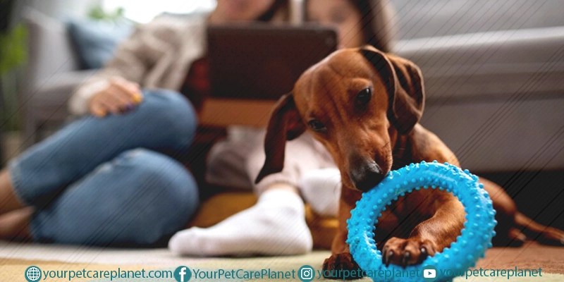 Dog’s Basic Needs