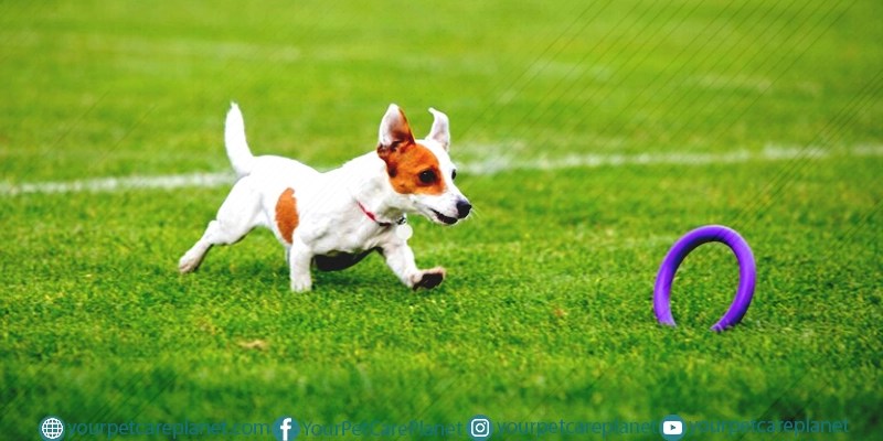 Dog Sports
