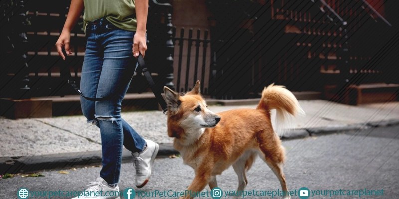 Dog Walking Tips