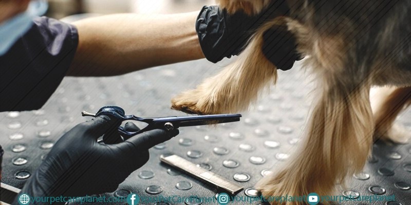 How to Trim Your Dog's Nails