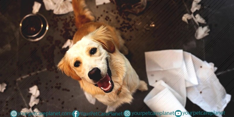 Housebreak Your Puppy