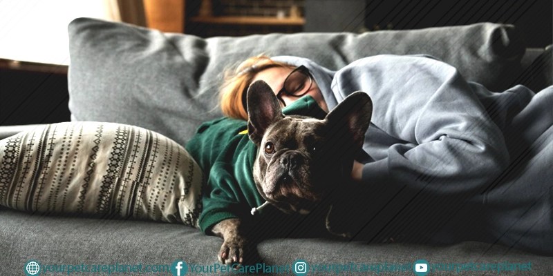 How to Handle Your Dog