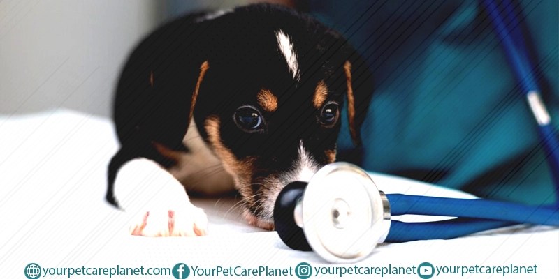 Stop Dog's Fear of the Vet.