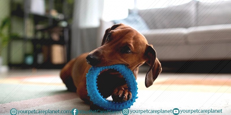 Squeaky Toys
