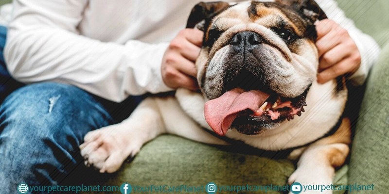 Fear and Aggression in Dogs