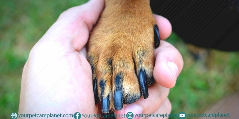 Why Do Dogs Lick Their Paws
