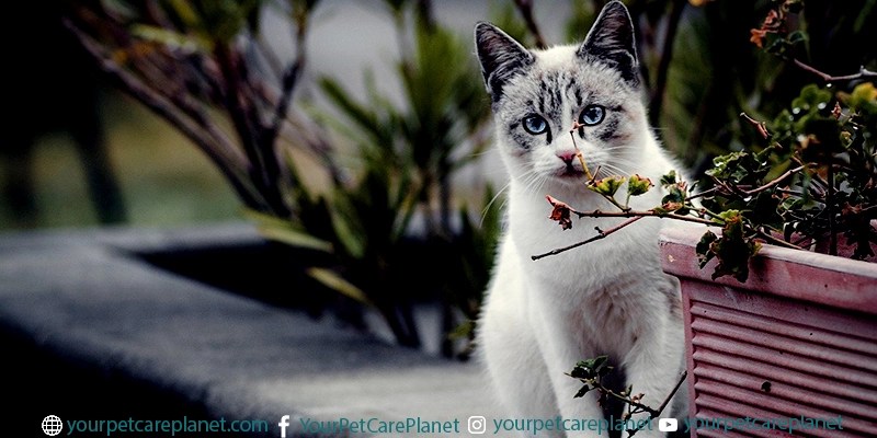 Are Cats Really Independent