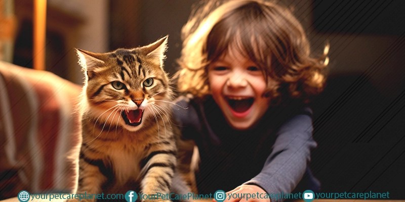 How to Keep Your Indoor Cat Entertained and Happy