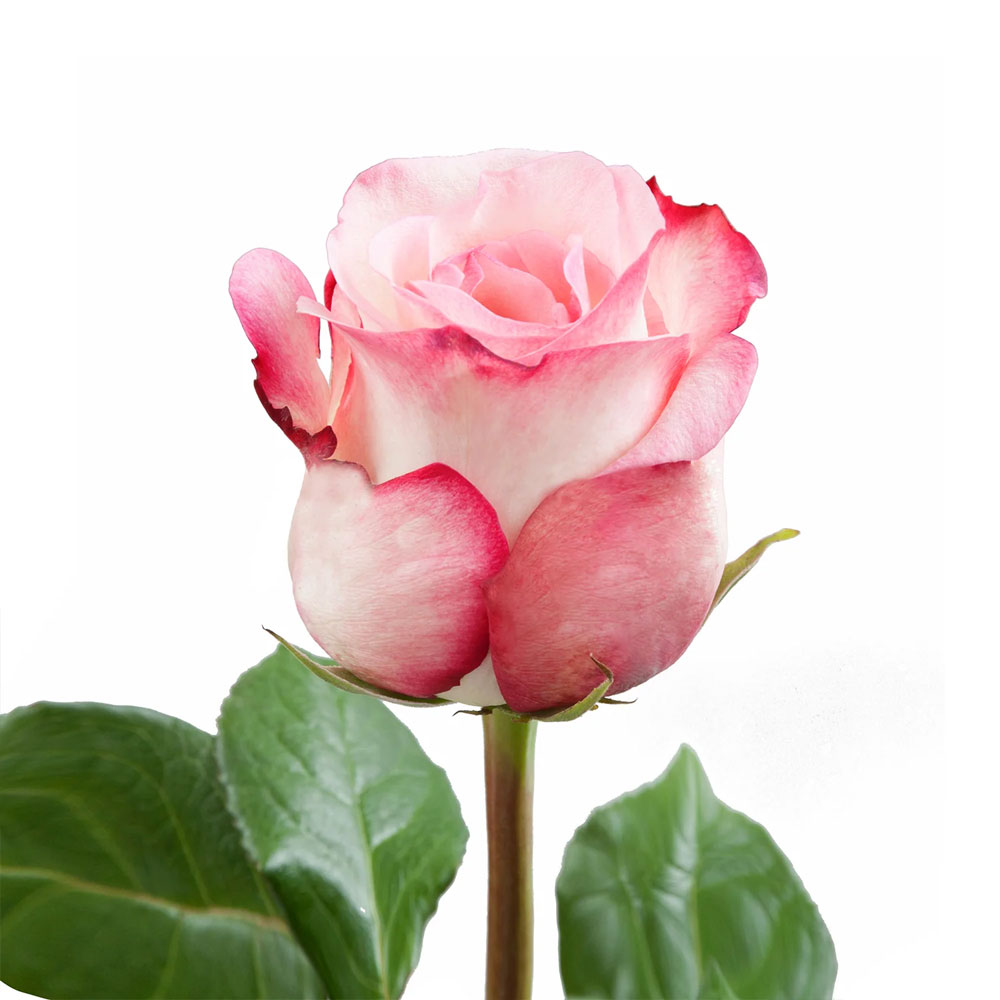 Joyce Roses