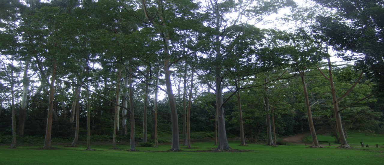 Why Go Tiny with Your Tiny Home ©