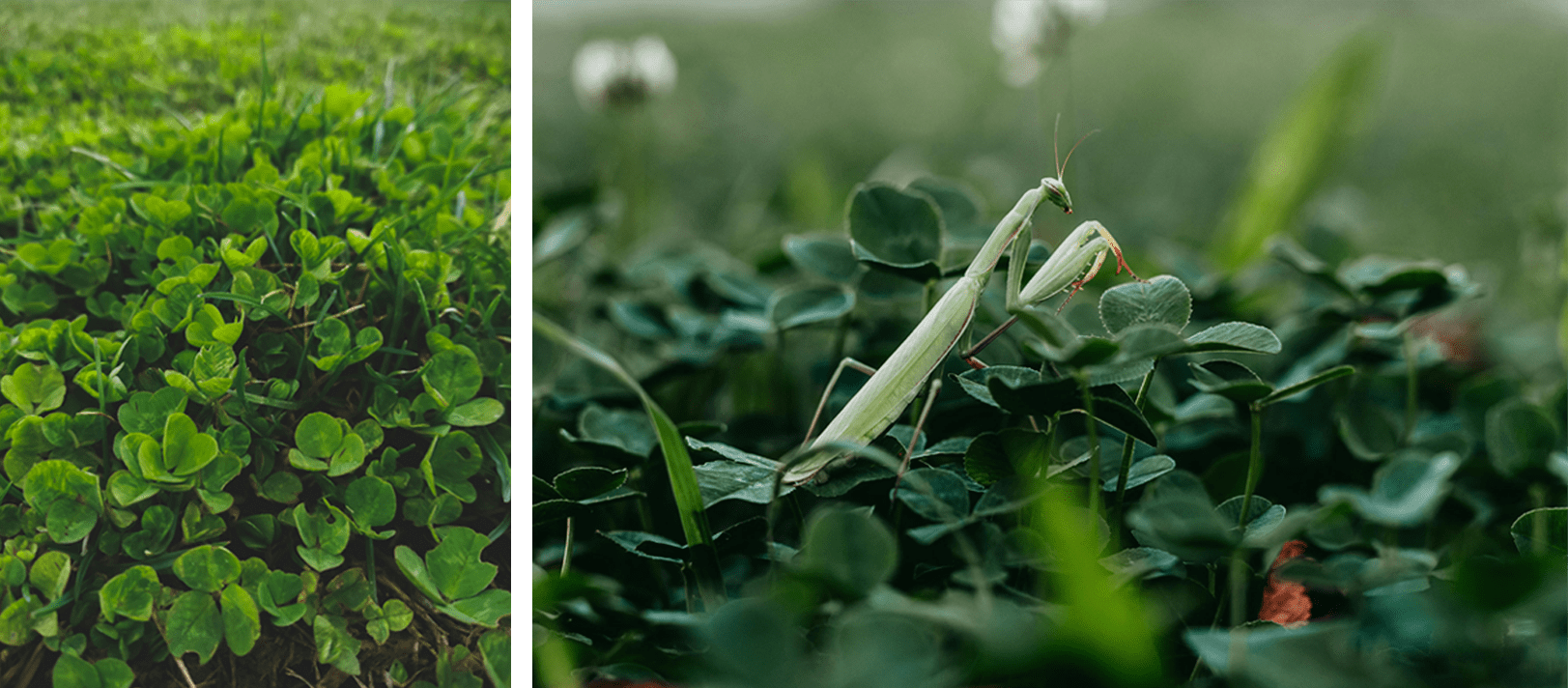 Close-up of clover and a praying mantis perched among clover in the yard
