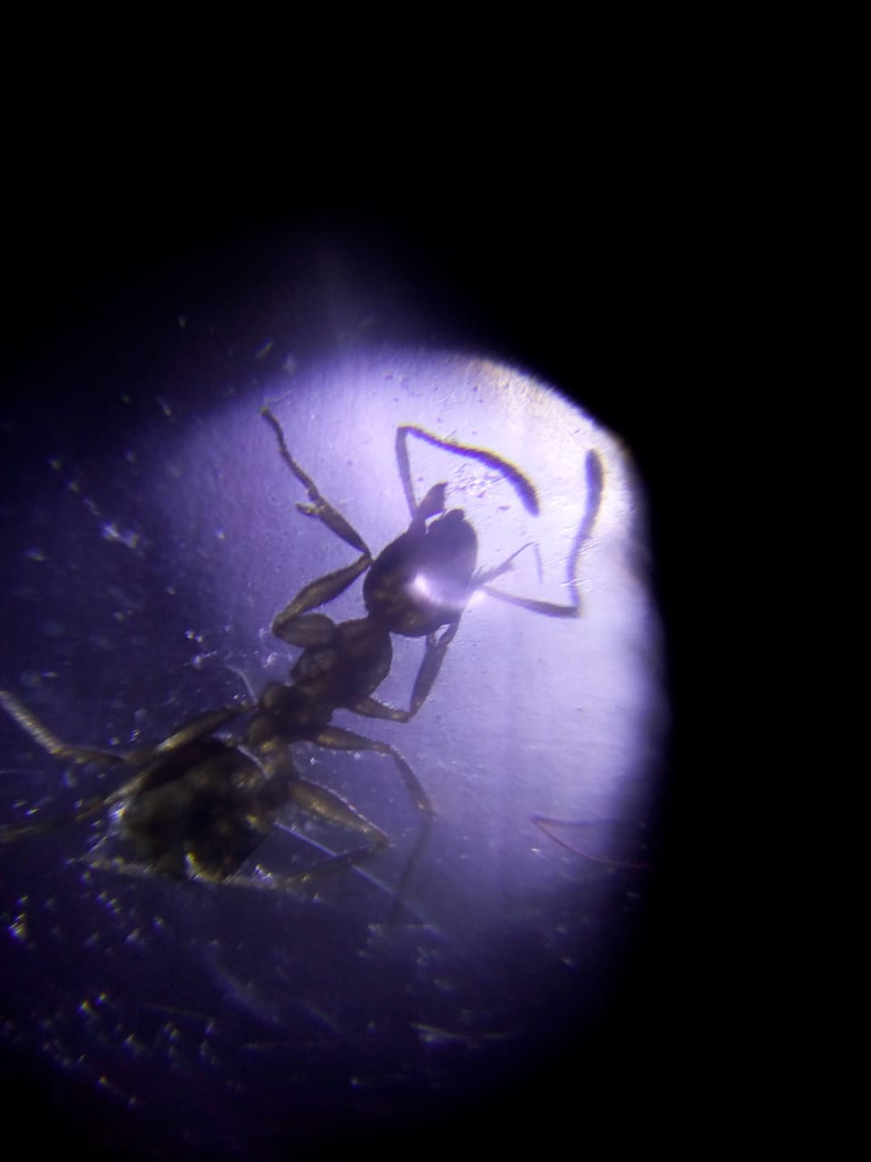 Abdurrohim Al Mukhlish Santri SMP IT Usamah Berhasil Membuat Mikroskop  Sederhana