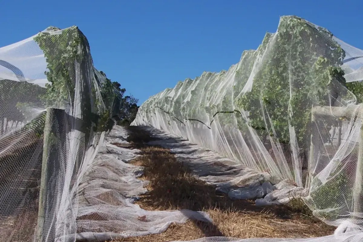 Bird netting for fruit orchard protection