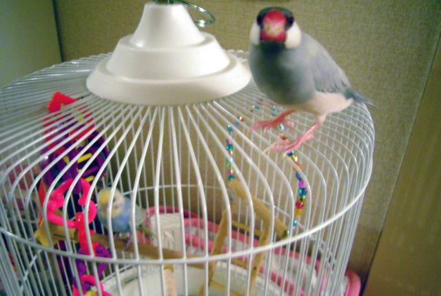 生態学的回廊: その概要、種類、重要性