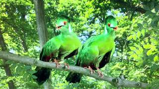 In The Night Garden - 2 Green Birds Song