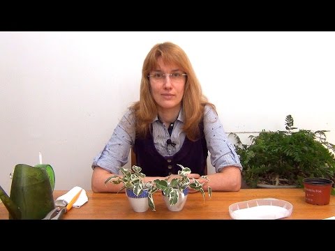 Hfhjf Youtube - Mobile Landscape Images for Desktop