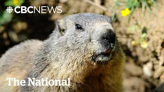 Marmots get frisky on OnlyFans to fund research | The Moment