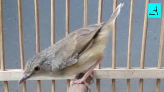 Pancingan Ciblek Gunung Lagu Mp3 Video Mp4 3gp Waptrick