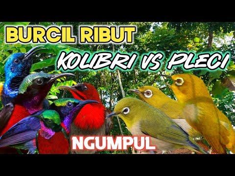 Terbaru |Suara Pikat Burcil Kolibri Kombinasi Pleci 100% Ampuh Auto Panen