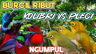Terbaru |Suara Pikat Burcil Kolibri Kombinasi Pleci 100% Ampuh Auto Panen