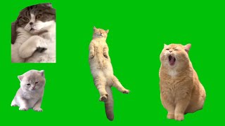 4 Funny Sleeping Cats Meme Greenscreen Chroma Key Template
