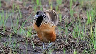 Suara Burung Puyuh Hutan Lombok Lagu Mp3 Video Mp4 3gp Waptrick