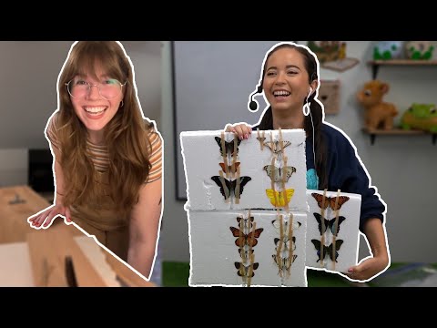 Butterfly Pinning With An Entomologist 5 17 24