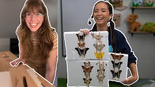Butterfly Pinning With An Entomologist🦋🐛🐞 - 5/17/24