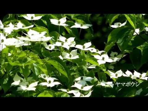 ホトトギスの鳴く庭　GOLDBERG VARIATIONS BWV 988