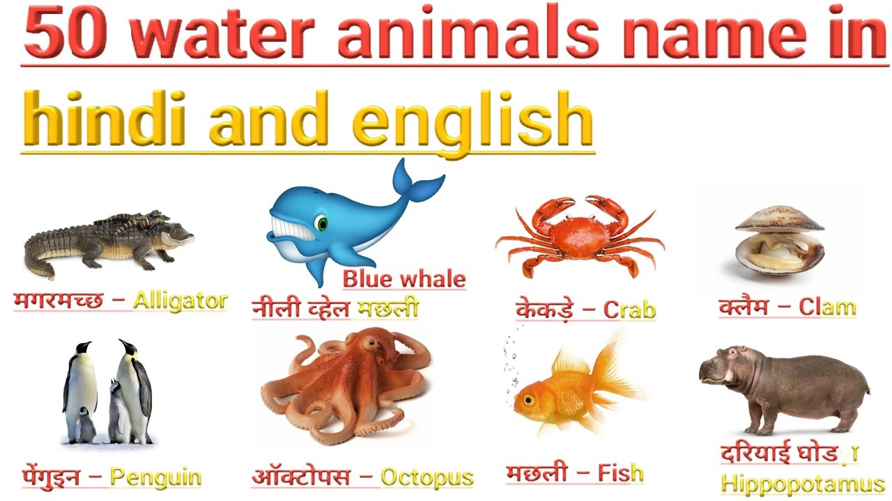 50 water animals name in english and hindi