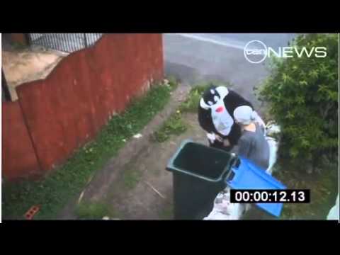 Purr Fect Revenge