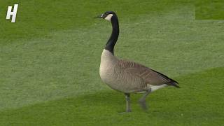 Goose On The Loose At Wrigley Field 😂 ⚾
