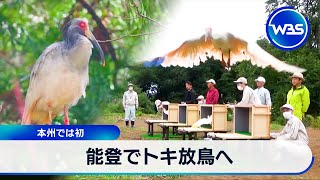 Crested Ibises to be Released in Noto; A First for Honshu 【WBS】